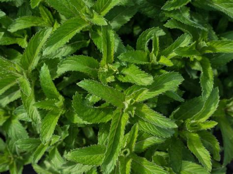 Uses For Orange Mint Plants Caring For Orange Mint In The Garden