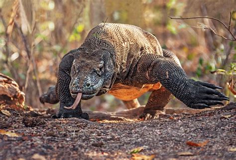 Monitor Lizard Facts Largest Lizard Dk Find Out