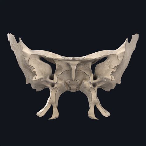 Hypophyseal Fossa Of Sphenoid Bone