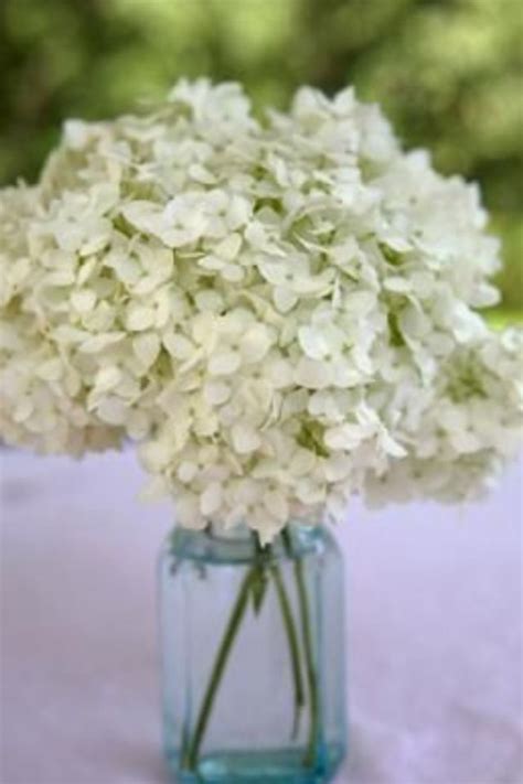 Hydrangeas Outdoor Wedding, Diy Wedding, Fall Wedding, Dream Wedding
