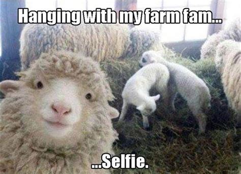 15 Sheep Memes Will Have You Giggling All Day Funny Animals Animals