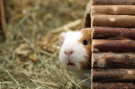 The various guinea pig breeds and their different appearances. The Types Of Pets Best Suited For Your Home | Pets Nurturing