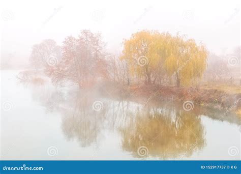 Golden Weeping Willow Tree Over River Bank Covered With Thick Heavy Fog