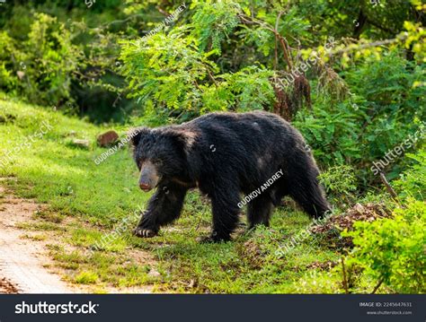 Sri Lankan Sloth Bear Melursus Ursinus Stock Photo 2245647631