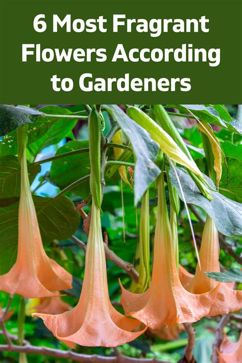 6 Most Fragrant Flowers According To Gardeners In 2022 Tips For