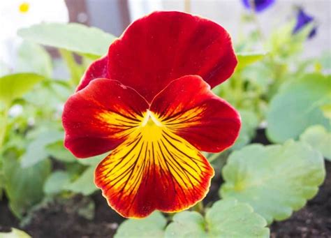 How To Care For Red Pansies And Where To Buy Them