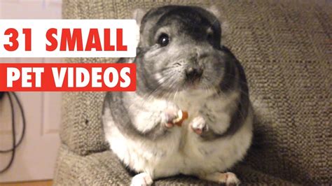 31 Small Pet Videos Compilation 2020 - YouTube