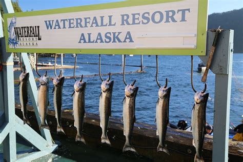 Catching Fish And Memories At Waterfall Resort Alaska Daves Travel