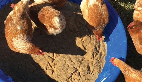 Unfortunately, as children play, sand becomes airborne and inhaled, explains nick cicone of kid safe sand. Environmental Enrichments Bust Chicken Boredom - Hobby Farms