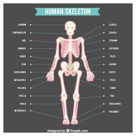 Human Skeleton With Names Of Body Parts Vector Free Download