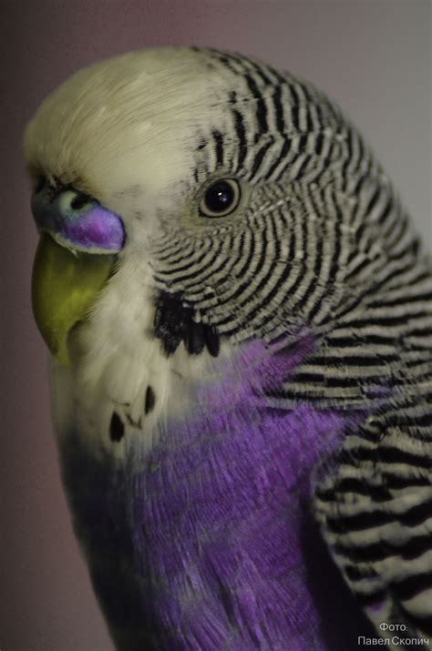 The Fascinating World Of Purple Parakeets Bird Lover
