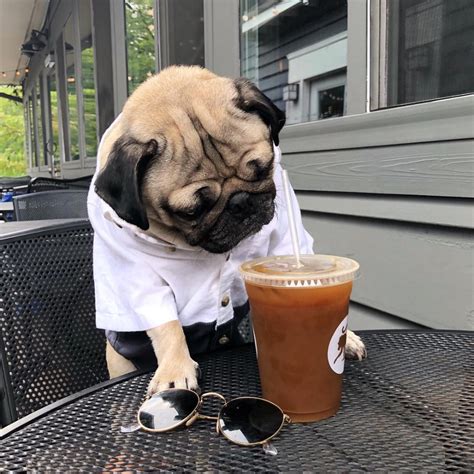 Doug The Pug Itsdougthepug • Instagram Photos And Videos Doug The