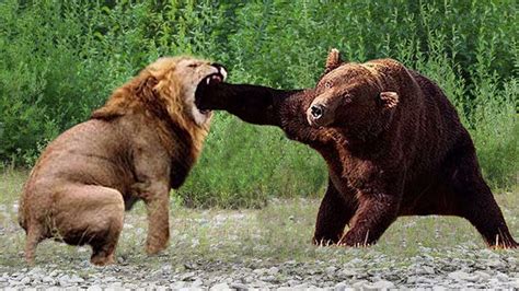 Bear Vs Lion Real Fight Youtube