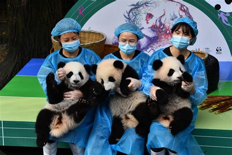 Chinese Giant Panda Breeding Base Launches Logo Design Contest Cn