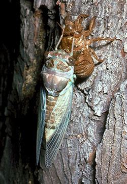 Best online sfx library mp3 free download. What's that sound? Cicadas emerge in northern Colorado ...