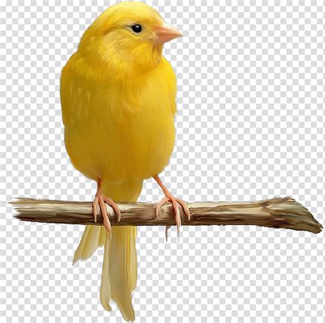 Domestic Canary Bird Yellow Canary Color Bird Transparent Background