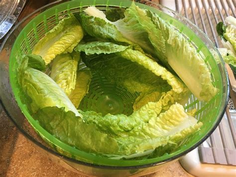 Cleaning And Storing Romaine Hearts Thriftyfun