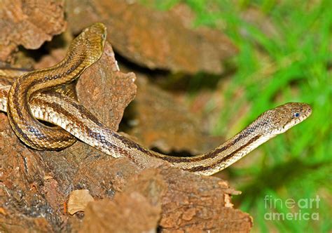 Yellow Rat Snakes Photograph By Millard H Sharp