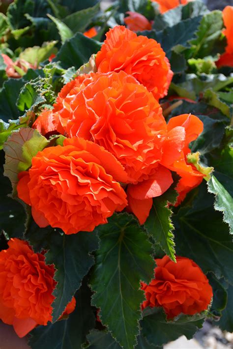 Richmond council has declared a climate emergency. Nonstop® Orange Begonia (Begonia 'Nonstop Orange') in ...