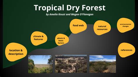 Tropical Dry Forest By Amelia Knust On Prezi