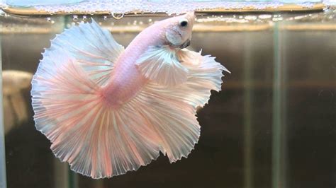 Albino Betta Fish Picture 5 Of 20 White Pink Halfmoon Hd Wallpapers