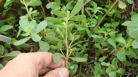 Purslane Foraging Edible Wild Green Plant Identification Gardenfork