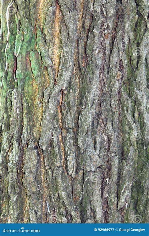 Bark From Green Tree Stock Image Image Of Nature Background 92966977