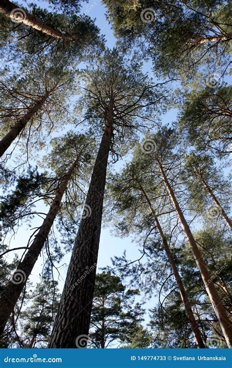 Lower View Of The Tops Of Tall Slender Pines Stock Image Image Of
