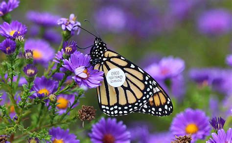 Wanted: Monarch butterflies, last seen heading south | WSU News 