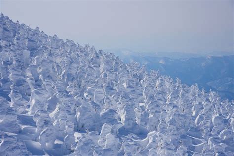 Monstruos De La Nieve Del Mt Zao En Yamagata Jap N Foto De Archivo