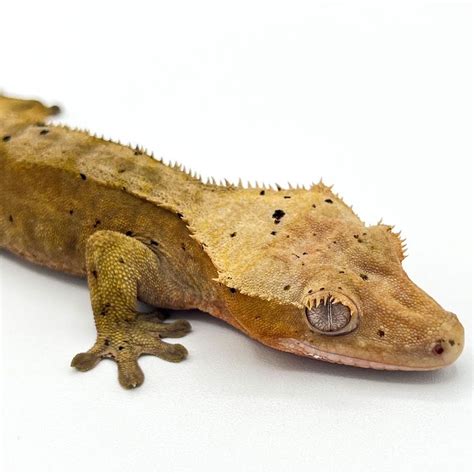 Crested Gecko Dalmation Adult Male