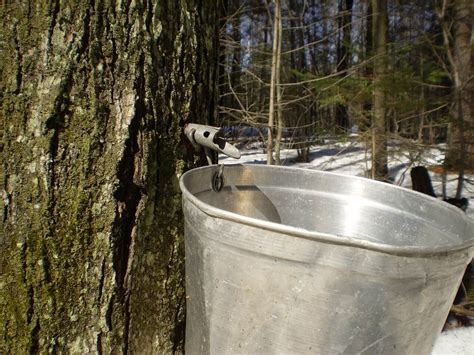 For decades, maple syrup was one of Virginia’s best-kept secrets. Now