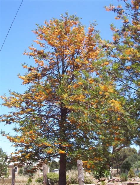 Grevillea Robusta Silky Oak Blerick Trees Buy Online Trees Advanced