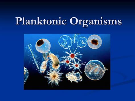 Ppt Planktonic Organisms Powerpoint Presentation Free Download Id