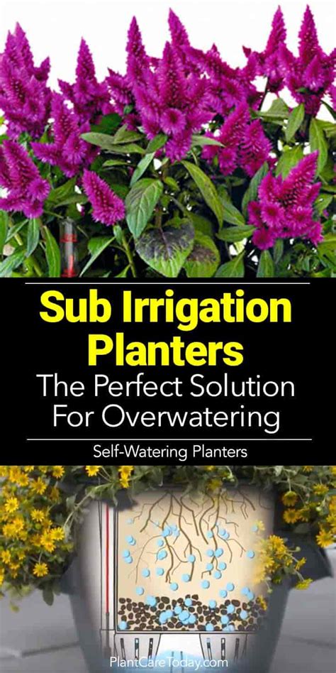 Sub Irrigated Planter Is A Sip Right For You And Your Plants