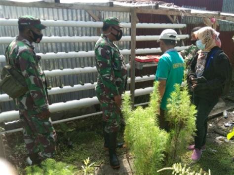 TNI Dampingi Kelompok Tani Mimika Cara Tanam Sayuran Secara Hidroponik