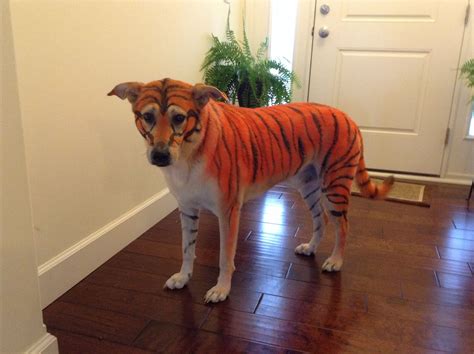 Tiger Striped Halloween Dog Costume Using Snazaroo Washable Costume