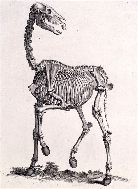 The Skeleton Of The Horse Works Of Art Ra Collection Royal
