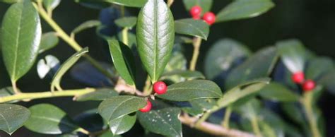 Ilex Species Dahoon Holly Cassine Ilex Cassine