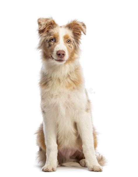 Australian Shepherd 5 Months Old Sitting Smiling And Looking At The
