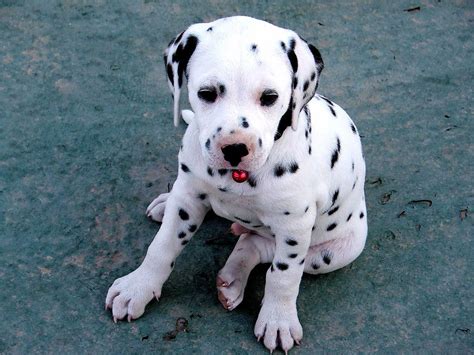 Dalmatian Puppies