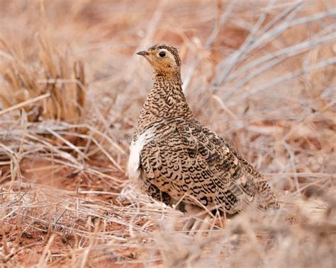 Black Faced Sandgrouse Perched In Some Long Dead Grass Stock Photo
