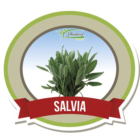 Salvia Semilleros Plantorel