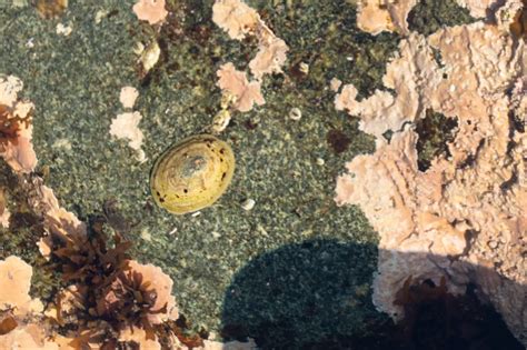 10 Creatures You Can Find In A Maine Tide Pool Tide Pools Creatures