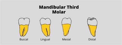 Dental Maxillary And Mandibular Molar Tooth Human Teeth