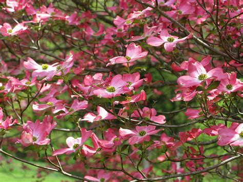Dogwood Pink Flowering Tree Flowers Free Nature Pictures By