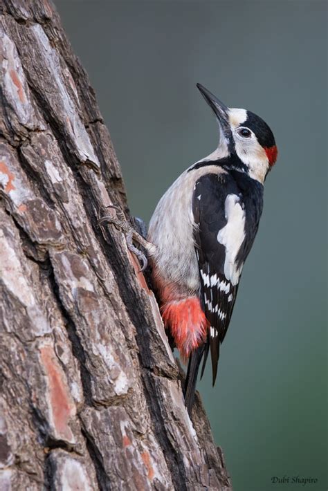 Syrian Woodpecker Photo Dubi Shapiro Photos At