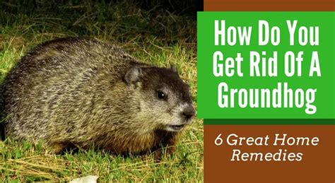 How Do You Get Rid Of A Groundhog 6 Great Home Remedies Wellnessguide