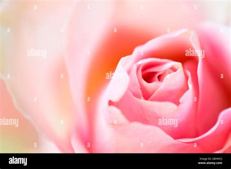 Rosebud Pastel Pink Color Close Up Stock Photo Alamy