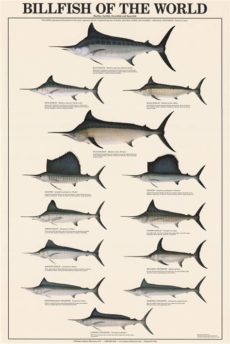 Billfish Of The World Poster And Identification Chart Charting Nature